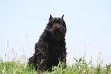 BOUVIER DES FLANDRES 450